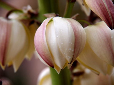 [White blooms with purplish streaks and water droplets on them.]